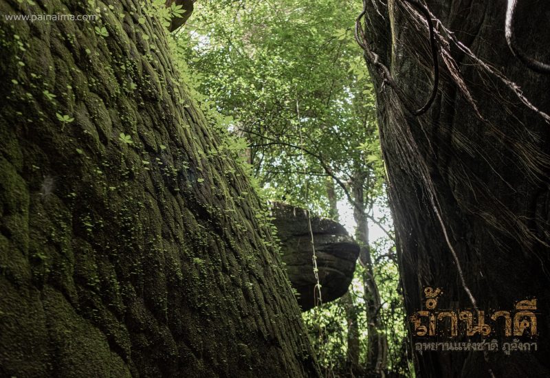 13-Alone but not lonely-to do-อุทยานแห่งชาติภูลังกา
